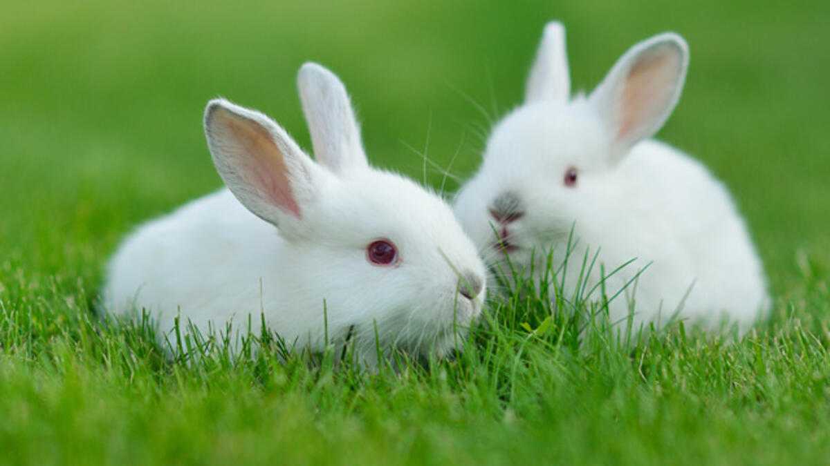 Tavşan İsimleri: Dişi Tavşan İsimleri, Erkek Tavşan isimleri